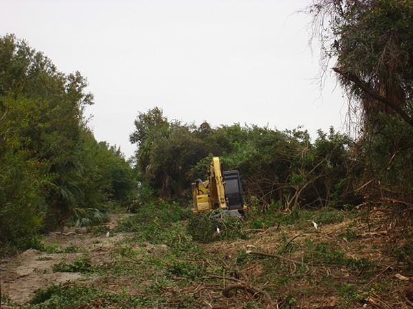 Invasive species removal Invasive species removal