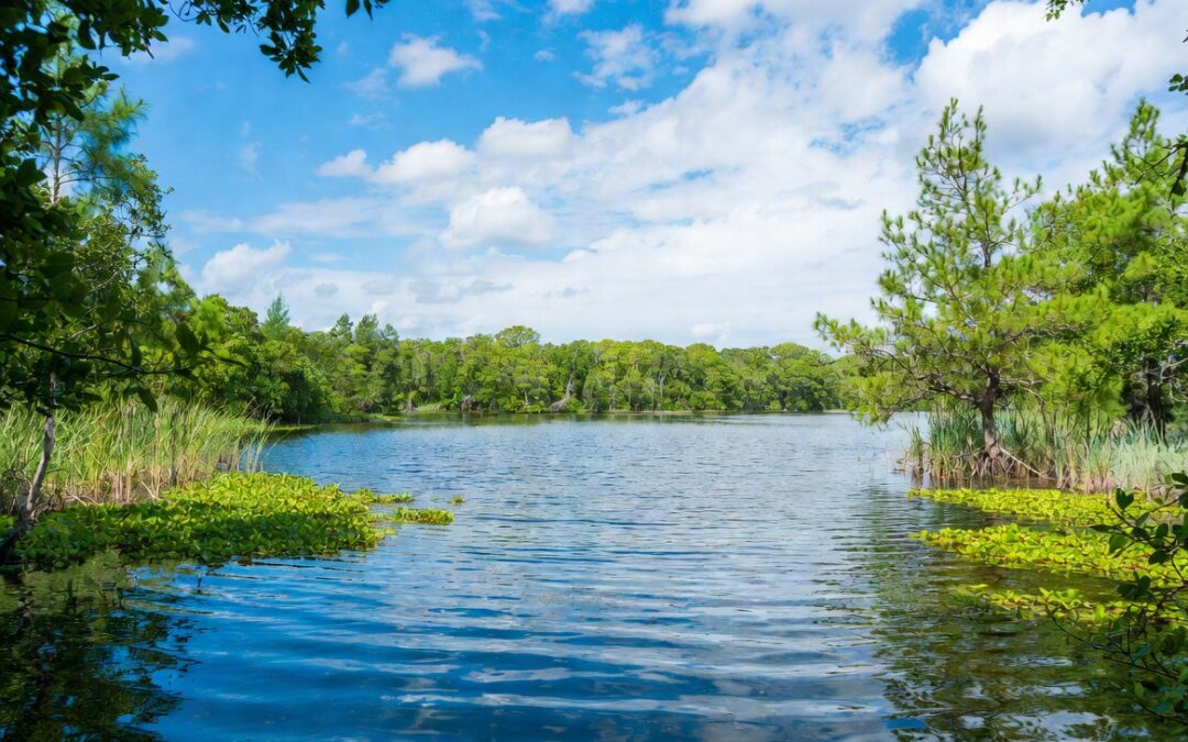 Expert Forestry Mulching Services in Sarasota – Reclaim Your Land Naturally and Efficiently